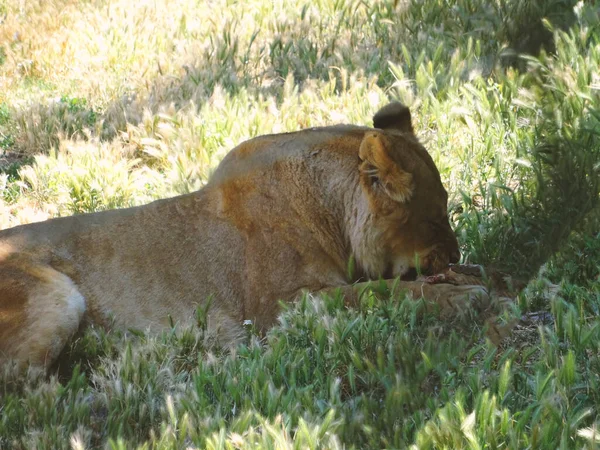 Grande Terrível Predador Descansando Calmamente Close Leão Adulto Carnívoro Feroz — Fotografia de Stock