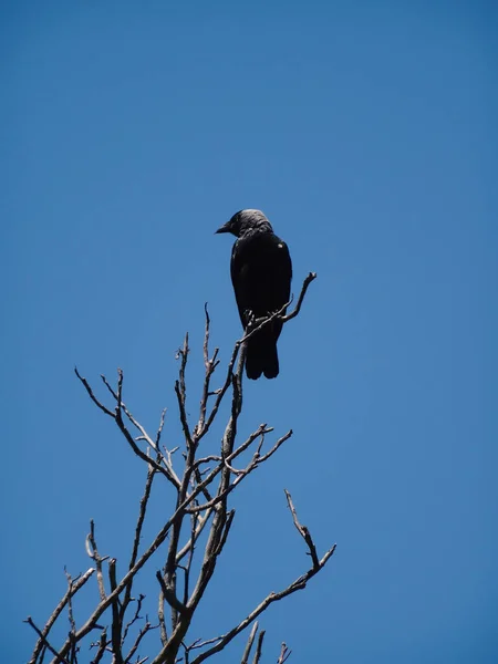 Ворона Сидит Высоком Дереве Дикая Природа — стоковое фото