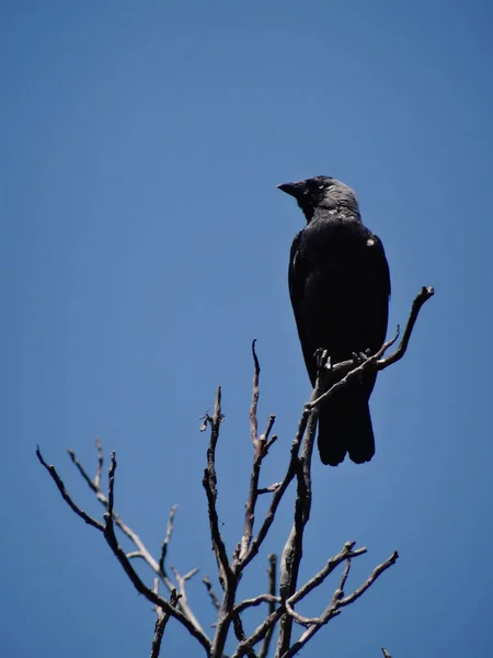 Corbeau Assis Sur Grand Arbre Faune — Photo