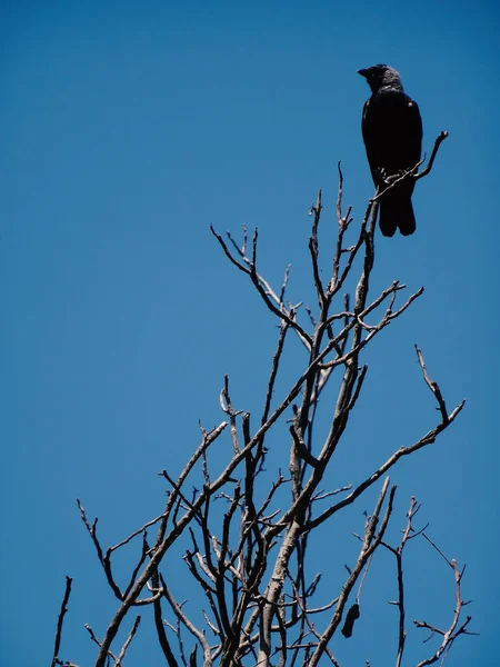 Corbeau Assis Sur Grand Arbre Faune — Photo