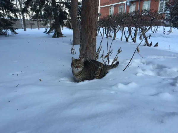 Streunende Katze Einer Schneewehe Steht Winter — Stockfoto