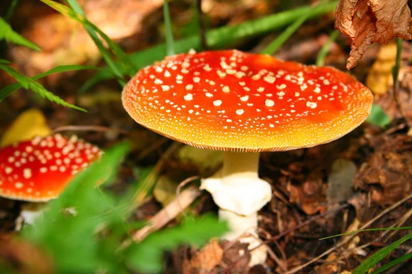 Fungo Amanita Nella Foresta — Foto Stock