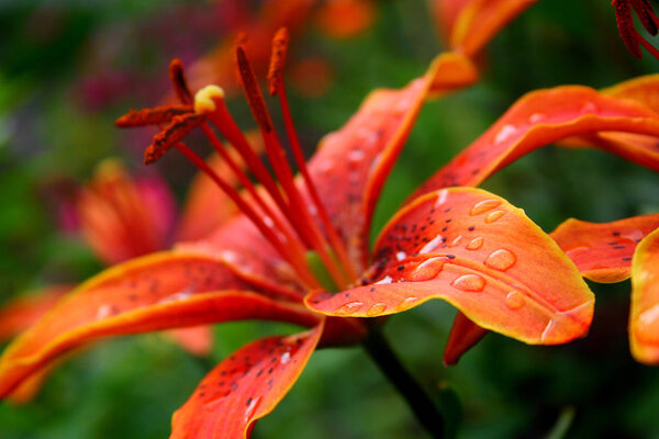 red lily on the flowerbed