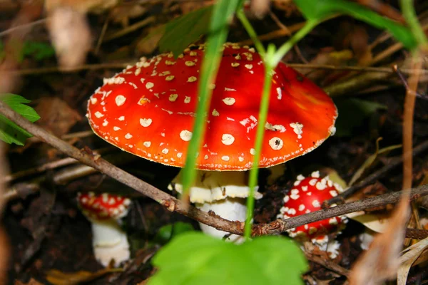 Amanita Svamp Skogen — Stockfoto