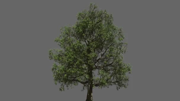 Tree Model Animation — Stock Video