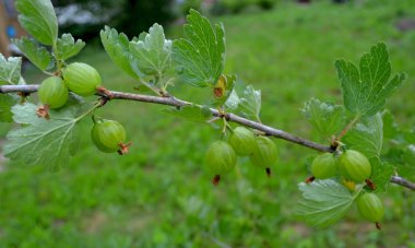 Bahçedeki çalı dal olgunlaşmamış yeşil Bektaşi üzümü