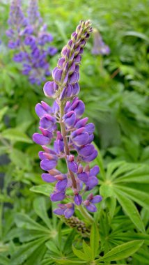 Menekşe çiçek - acı bakla, yeşil çim bir arka plan üzerinde