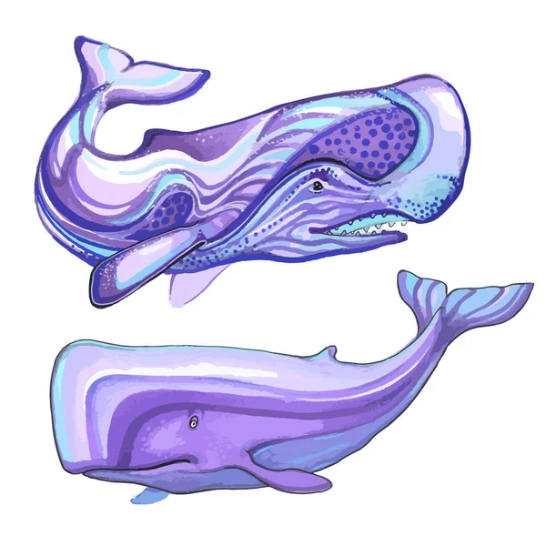 Mor balina izole üzerinde beyaz arka plan