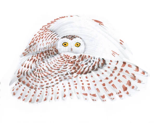 Flying owl. drawing — Stock Photo, Image