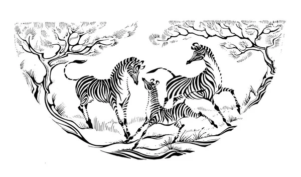 Una famiglia di zebre sta giocando. grafica decorativa semicircolare. disegno a mano libera dell'inchiostro . — Vettoriale Stock