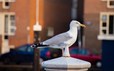 Güzel martı ayakta Leiden'ın kanal suda ahşap kutup