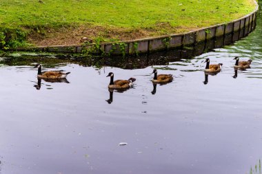 Grup kanallardan Lahey, Hollanda birçok park biri yüzme ördek
