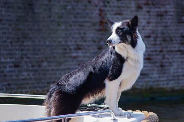 Beautiful dog standing on the bow of the boat