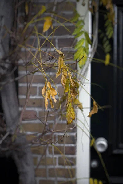 Blumenschmuck Haus — Stockfoto