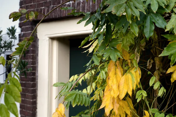 Ev girişinin çiçek süslemesi