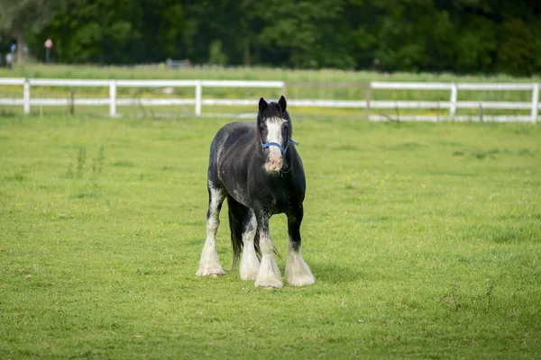 Pferd Auf Ranch Bei Haague Niederlande — Stockfoto