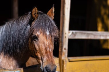 Ahıra seyir at başı görüntüsü