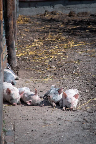 Lindos Cerditos Granja Busca Madre — Foto de Stock