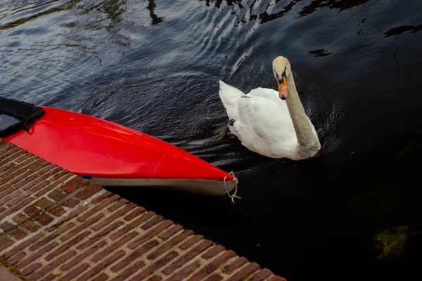 Rotes Kajak Schwan Und Ziegel Kanalufer Leiden Niederlande — Stockfoto