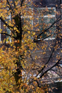 sarı lefs üzerinde pencereden görüntüleme 