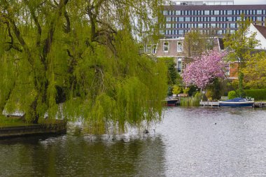 Leiden, Hollanda'daki kanal ve ağaçların görüntüsü