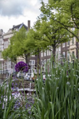 B geleneksel Hollanda evleri ile kanal yakınında Mor çiçekler