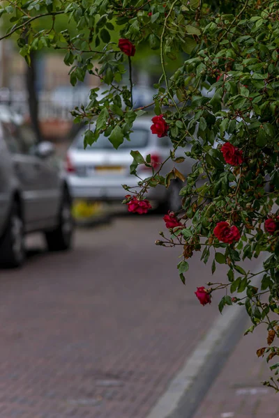 Flores de rosas nas ruas de Leiden — Fotografia de Stock