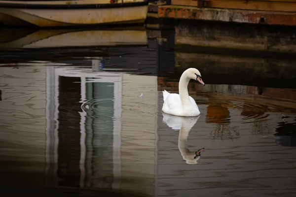White swan with a reflection of the boathouse in canal street — Stock Photo, Image