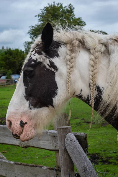 Pferd mit geflochtenen Haaren auf dem zoetwourde Bauernhof, Niederlande — Stockfoto