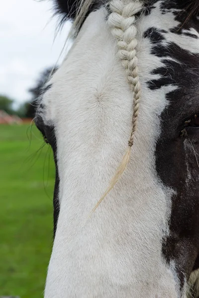 Pferd mit geflochtenen Haaren auf dem zoetwourde Bauernhof, Niederlande — Stockfoto