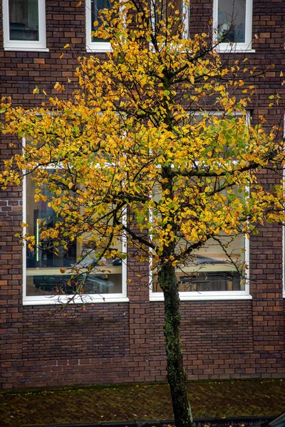 Árvore no outono perto do canal em Leiden, Países Baixos com tijolo vermelho — Fotografia de Stock