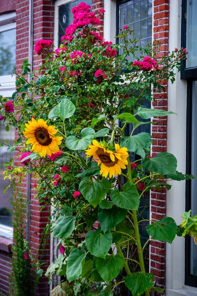 Solrosor Och Röda Rosor Växer Gatan Centrum Leiden Nederländerna — Stockfoto