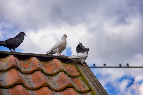 Pigeons Roof Clouds Background Kinderboerderij Merenwijk Leiden Netherlands — Stock Photo, Image