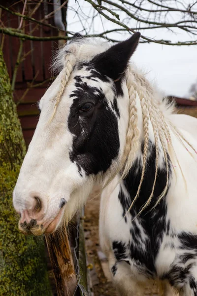Pferd Mit Geflochtenen Haaren Auf Dem Hof Zoetwourde Niederlande — Stockfoto