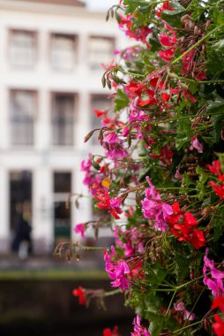 Arka planda çiçekler ve geleneksel Hollanda cepheleri