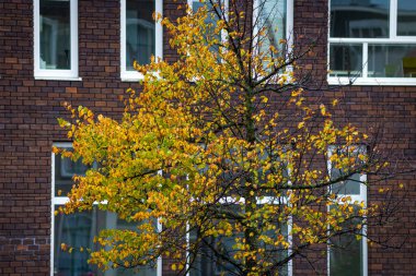 Sonbahar, sarı ve yeşil yapraklı ağaç, kırmızı tuğla duvar ve pencereli.