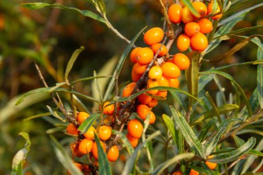 Olgun deniz cehri çilek dal