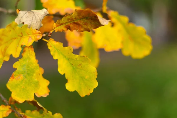 autumn leaves, very shallow focus