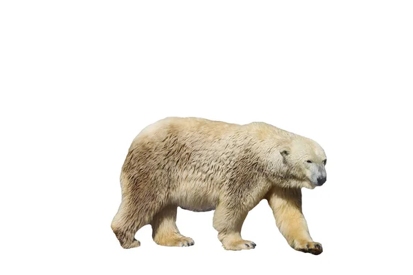 Lední Medvěd Izolovaných Bílém Pozadí Zvířata — Stock fotografie