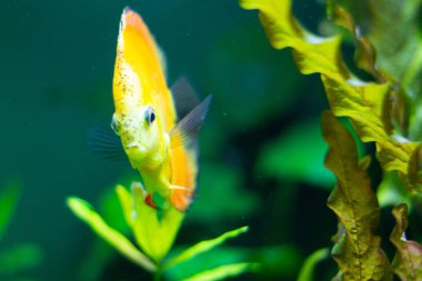 içinde belgili tanımlık akvaryum deniz flora arasında suda egzotik sarı balık