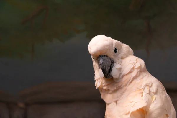 parrot Goffin cockatoo close up on dark background