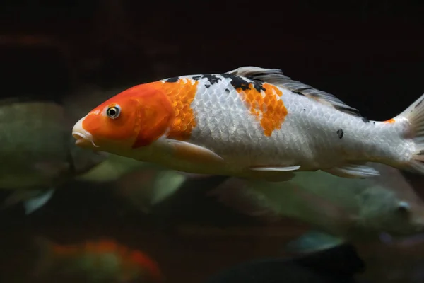 beautiful white fish with orange spots under water. fish life in the natural environment