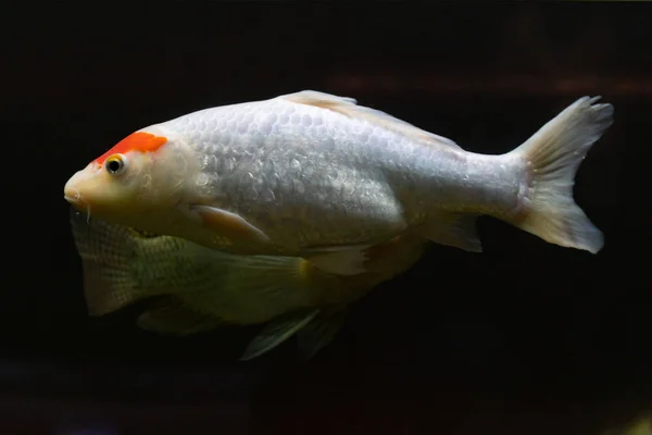 beautiful white fish with orange spots under water. fish life in the natural environment