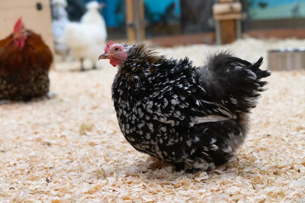 chicken with black feathers on a farm close-up. Pets and agriculture
