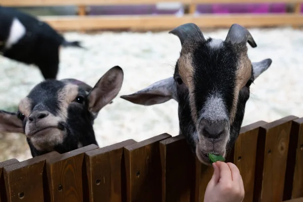 black goat eating food from a child\'s hand. animals on the farm close-up. Recreation and fun on a farm.