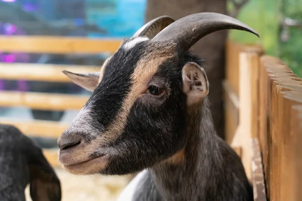 Funny sheep. portrait of a goat in the aviary. farm animals and Pets, close-up