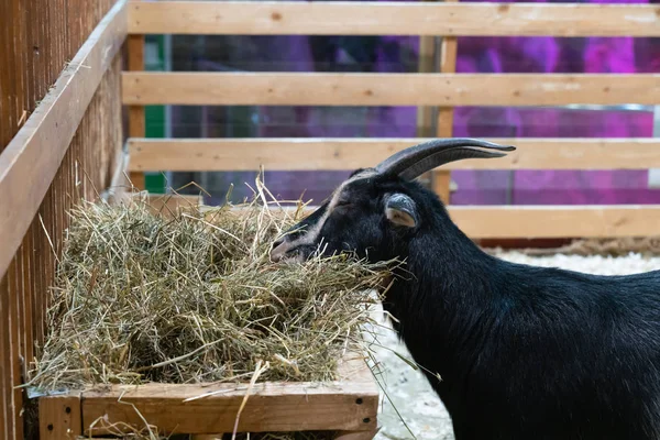 goat with black hair in a cage, eating hay from the trough. farm animals and Pets