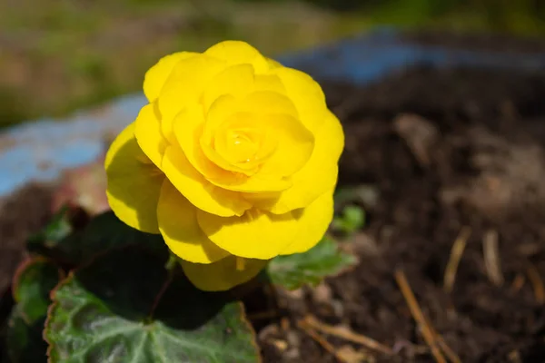 yellow flower grows in a flower bed close-up. beautiful background with space for text