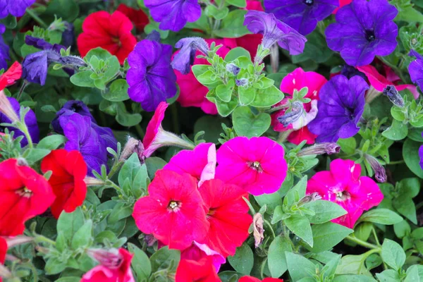 colorful flowers grow in a flower bed . beautiful natural background
