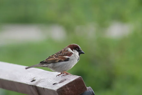 little bird Sparrow close-up. birds and animals in the wild